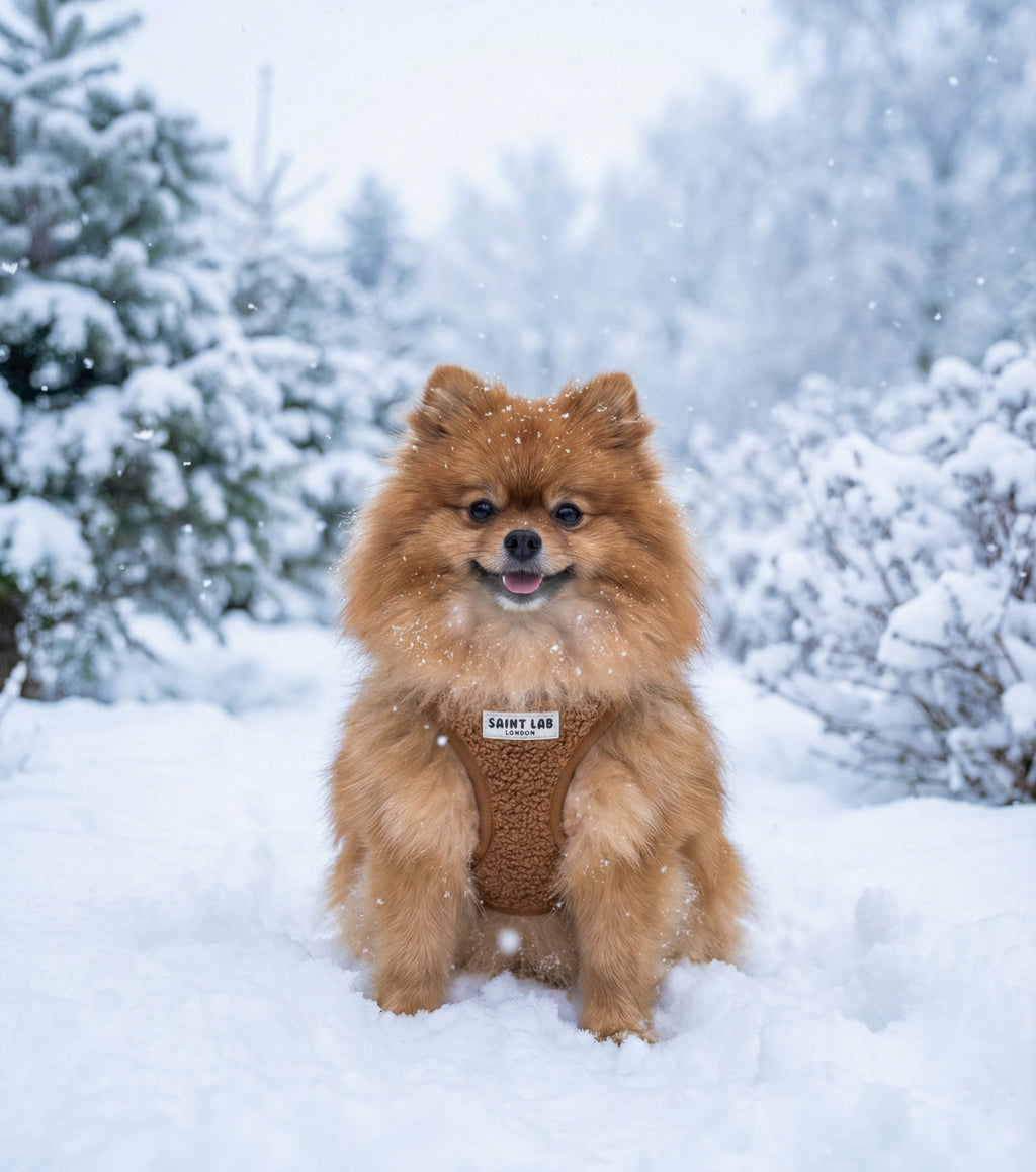 Saint Lab Teddy Vest Harness