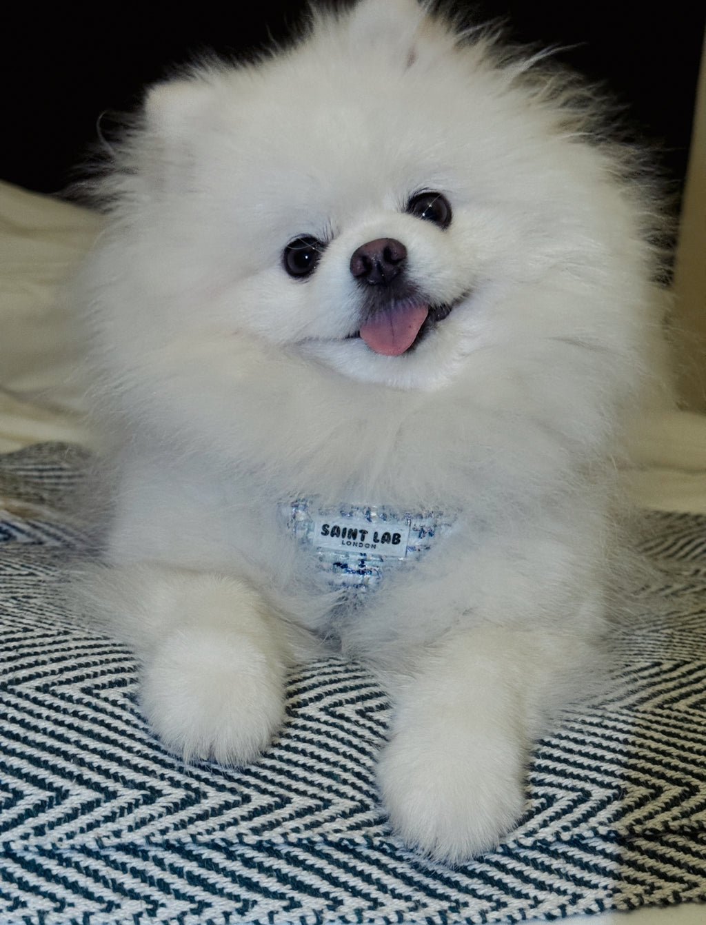 Saint Lab Classic Tweed Vest Harness