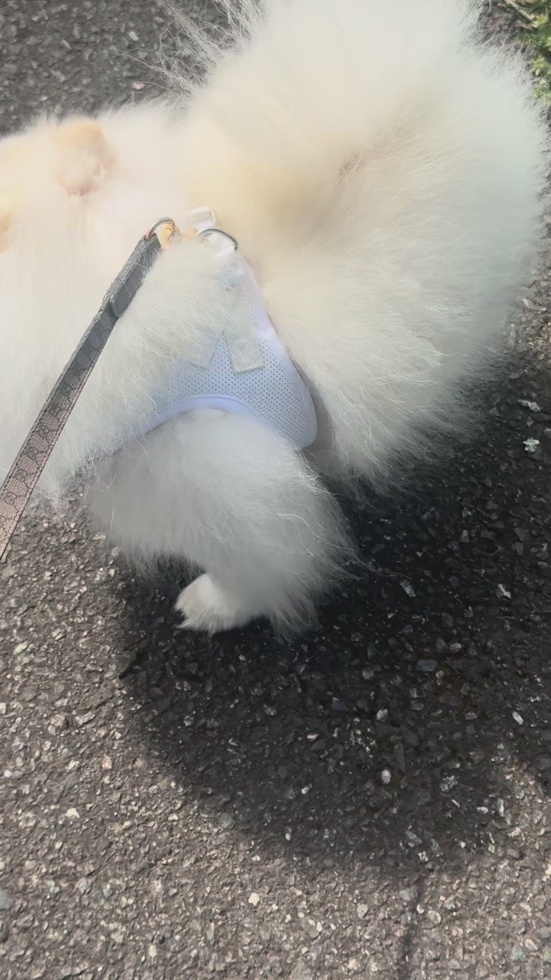 Saint Lab Sequin Vest Harness - White
